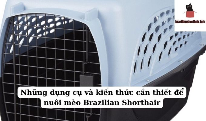 Read more about the article Những dụng cụ và kiến thức cần thiết để nuôi mèo Brazilian Shorthair