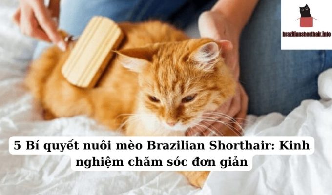 Read more about the article 5 Bí quyết nuôi mèo Brazilian Shorthair: Kinh nghiệm chăm sóc đơn giản