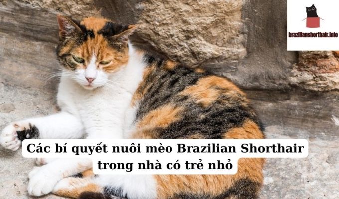 Read more about the article Các bí quyết nuôi mèo Brazilian Shorthair trong nhà có trẻ nhỏ