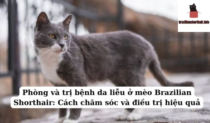 Read more about the article Phòng và trị bệnh da liễu ở mèo Brazilian Shorthair: Cách chăm sóc và điều trị hiệu quả