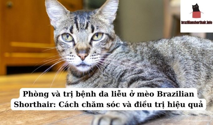 Read more about the article Phòng và trị bệnh rụng lông ở mèo Brazilian Shorthair: Cách chăm sóc đơn giản và hiệu quả