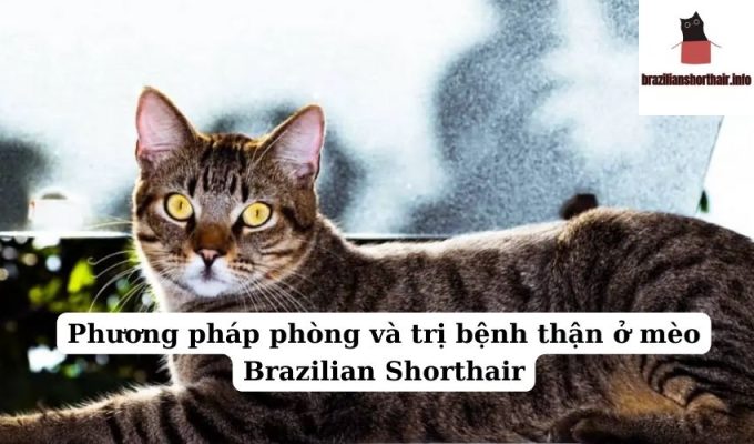 Read more about the article Phương pháp phòng và trị bệnh thận ở mèo Brazilian Shorthair