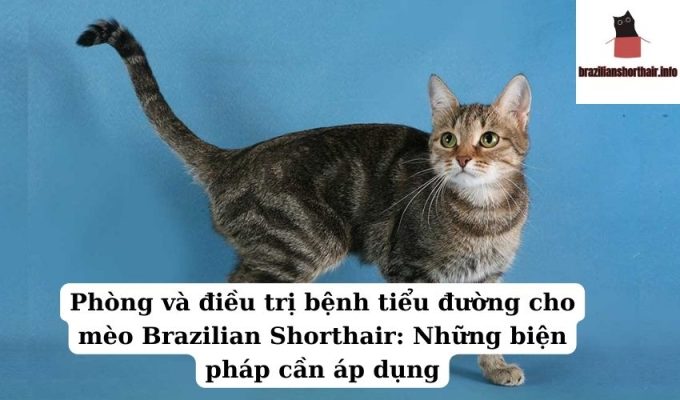 Read more about the article Phòng và điều trị bệnh tiểu đường cho mèo Brazilian Shorthair: Những biện pháp cần áp dụng