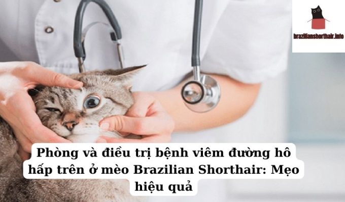 Read more about the article Phòng và điều trị bệnh viêm đường hô hấp trên ở mèo Brazilian Shorthair: Mẹo hiệu quả