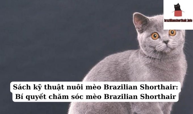 Read more about the article Sách kỹ thuật nuôi mèo Brazilian Shorthair: Bí quyết chăm sóc mèo Brazilian Shorthair