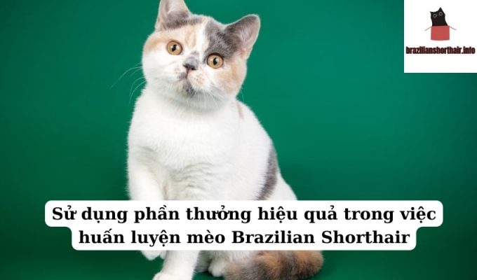 Read more about the article Sử dụng phần thưởng hiệu quả trong việc huấn luyện mèo Brazilian Shorthair