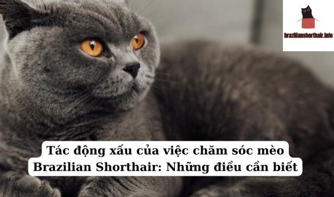 Read more about the article Tác động xấu của việc chăm sóc mèo Brazilian Shorthair: Những điều cần biết