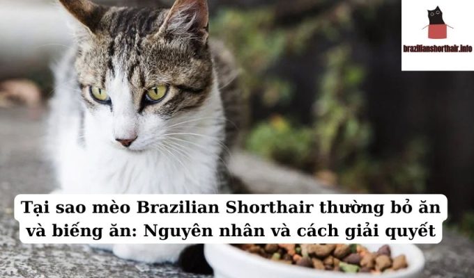 Read more about the article Tại sao mèo Brazilian Shorthair thường bỏ ăn và biếng ăn: Nguyên nhân và cách giải quyết