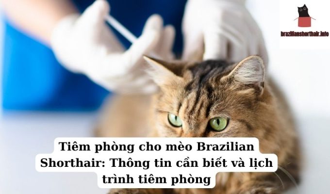 Read more about the article Tiêm phòng cho mèo Brazilian Shorthair: Thông tin cần biết và lịch trình tiêm phòng