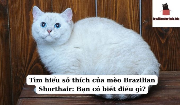 Read more about the article Tìm hiểu sở thích của mèo Brazilian Shorthair: Bạn có biết điều gì?