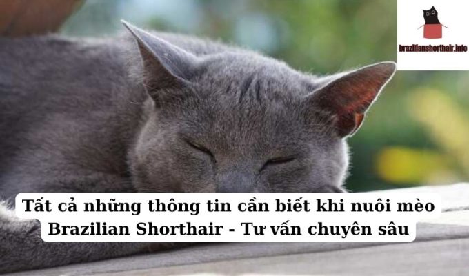 Read more about the article Tất cả những thông tin cần biết khi nuôi mèo Brazilian Shorthair – Tư vấn chuyên sâu